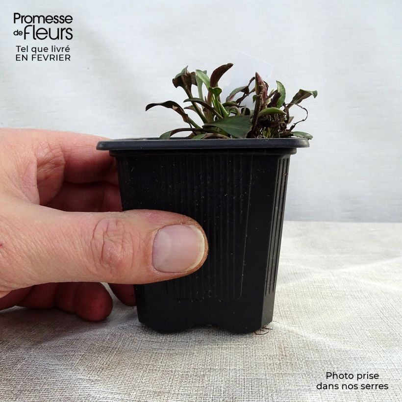 Aster novi-belgii Audrey 8/9 cm pot sample as delivered in winter