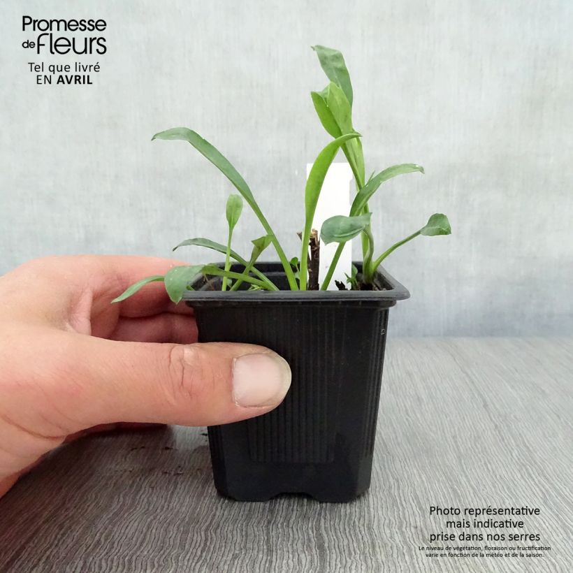 Aster novi-belgii Audrey 8/9 cm pot sample as delivered in spring