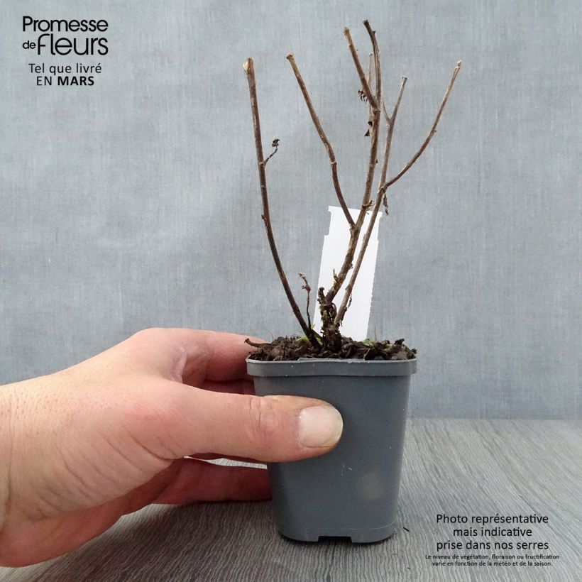 Aster novi-belgii Eventide 7/8 cm pot sample as delivered in spring