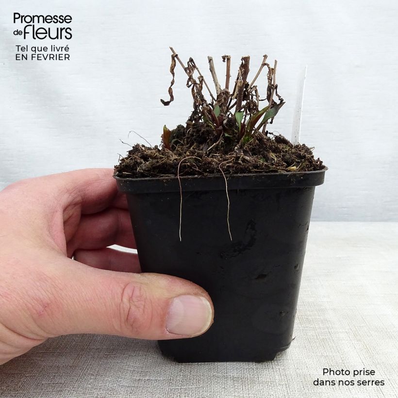 Aster novi-belgii Karmin Kuppel 8/9 cm pot sample as delivered in winter