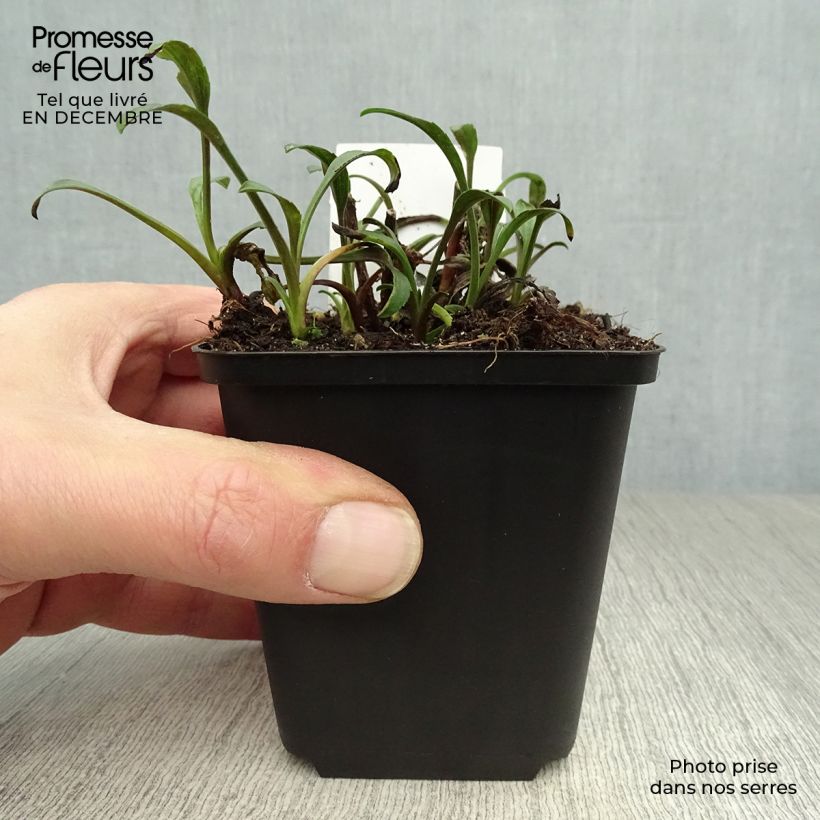 Aster novi-belgii Marie Ballard 8/9 cm pot sample as delivered in winter