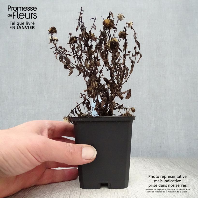 Aster novi-belgii Patricia Ballard 8/9 cm pot sample as delivered in winter