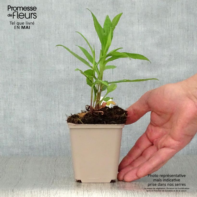 Aster novi-belgii Porzellan 8/9 cm pot sample as delivered in spring