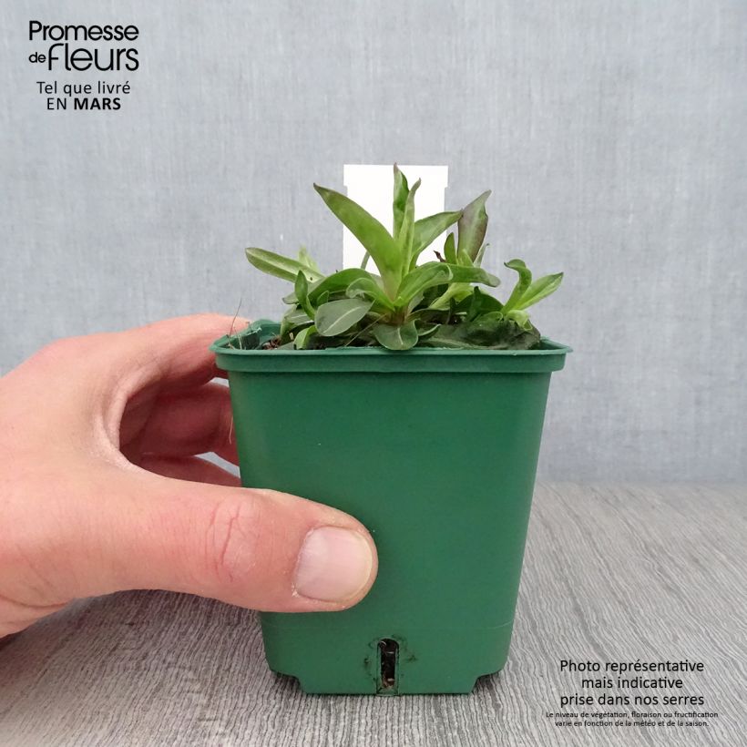 Aster novi-belgii Reitlingstal 8/9 cm pot sample as delivered in spring