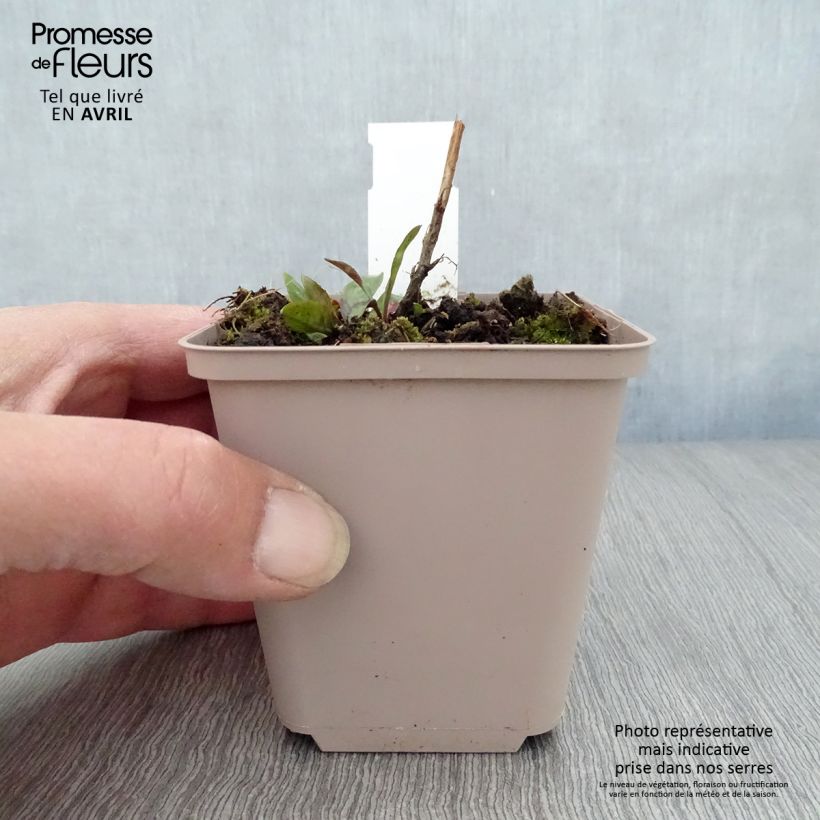 Aster novi-belgii Rosenquarz 8/9 cm pot sample as delivered in spring