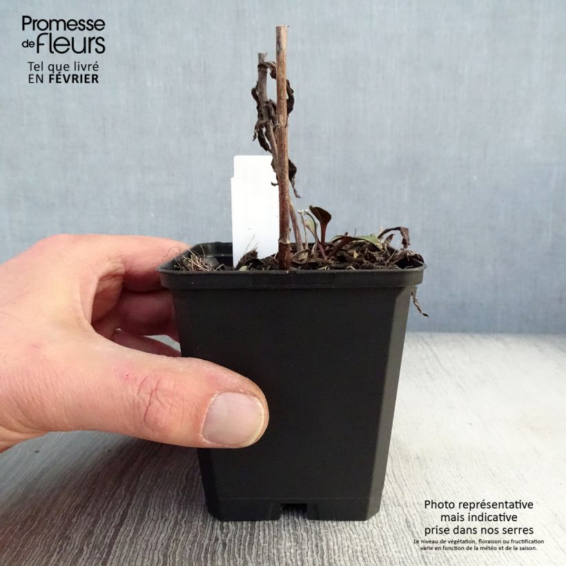 Aster novi-belgii Sarah Ballard 8/9 cm pot sample as delivered in winter