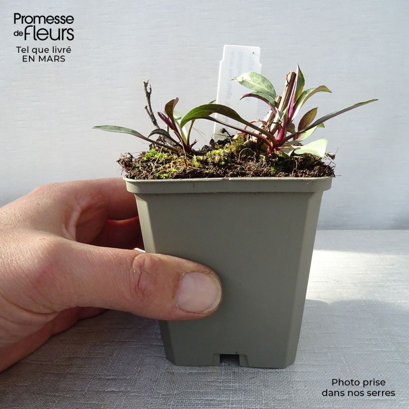 Aster novi-belgii Schone von Dietlikon 8/9 cm pot sample as delivered in spring