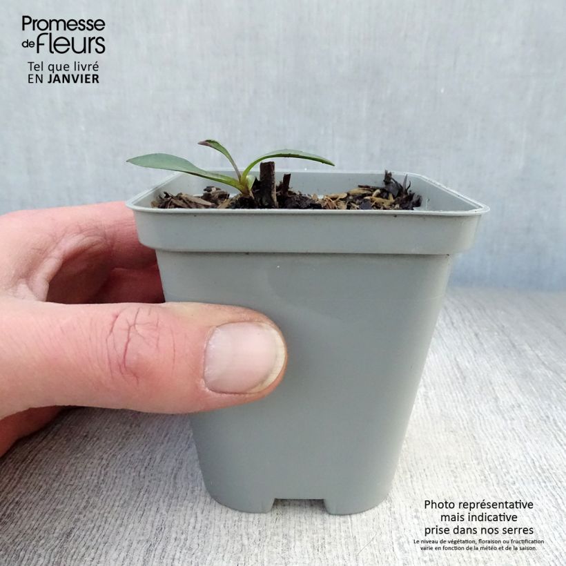 Aster novi-belgii White Ladies 8/9 cm pot sample as delivered in winter