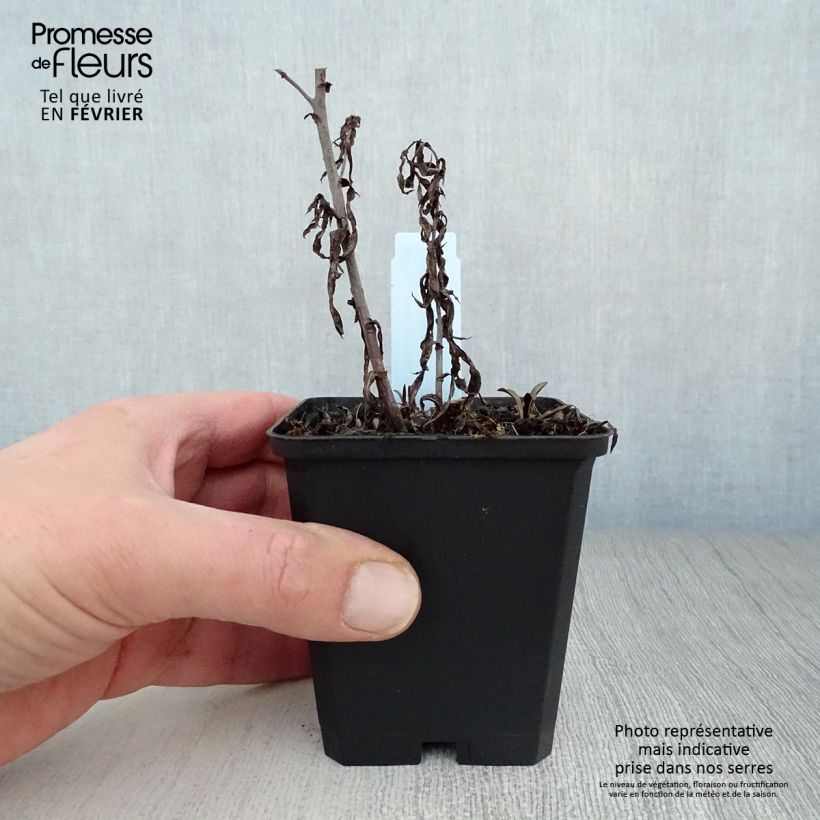 Aster novi-belgii Winston S. Churchill 8/9 cm pot sample as delivered in winter