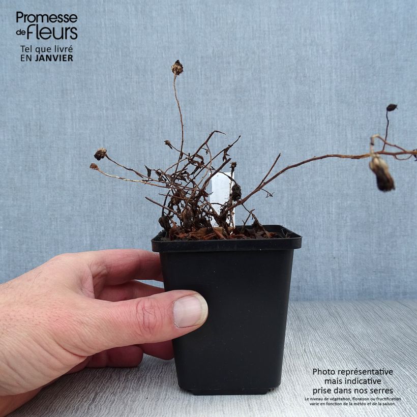 Aster oblongifolius October Skies 8/9 cm pot sample as delivered in winter