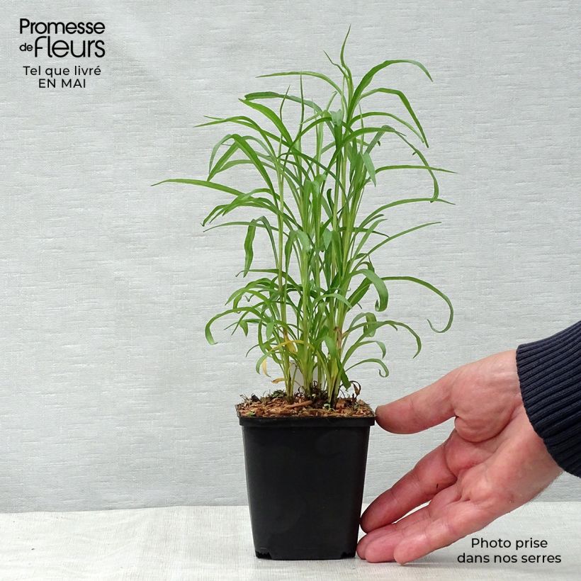 Aster pringlei Monte Cassino 8/9 cm pot sample as delivered in spring