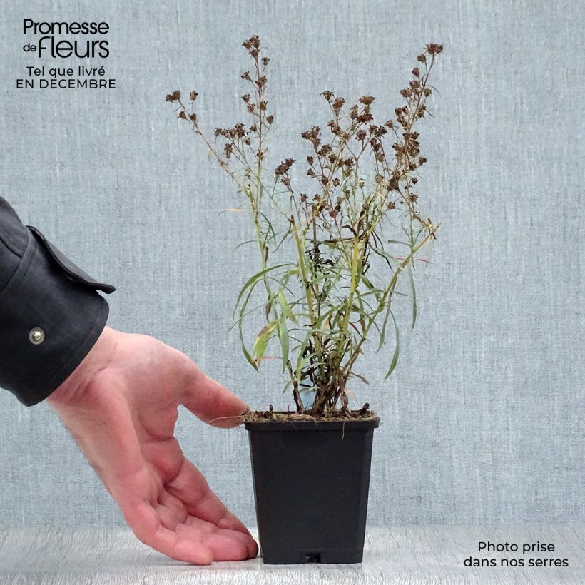 Aster pringlei Monte Cassino 8/9 cm pot sample as delivered in winter