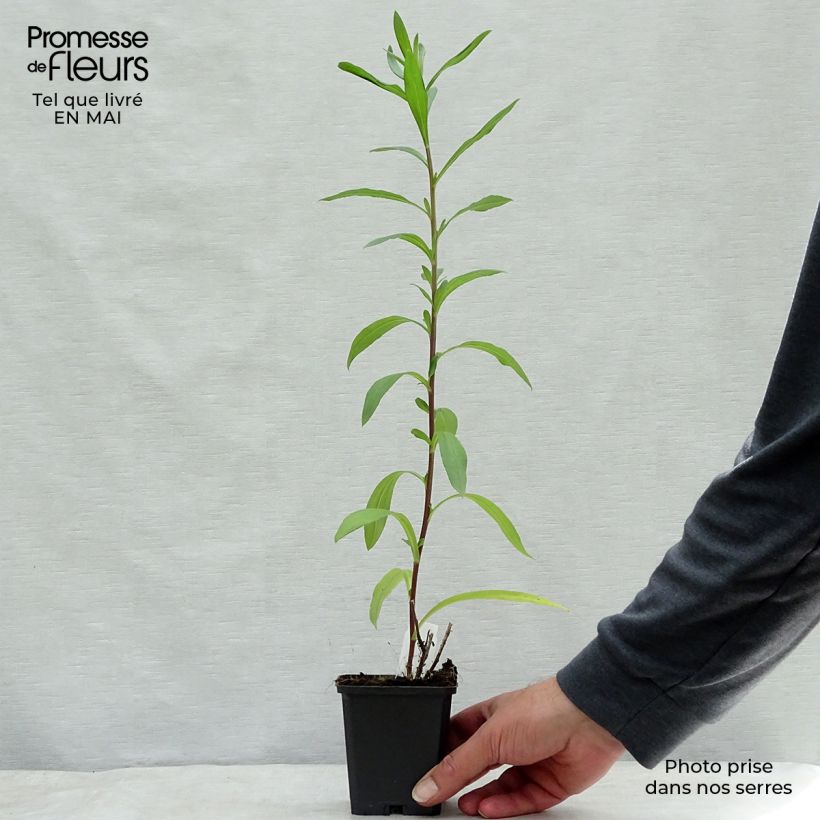 Aster pyrenaeus Lutetia 8/9 cm pot sample as delivered in spring