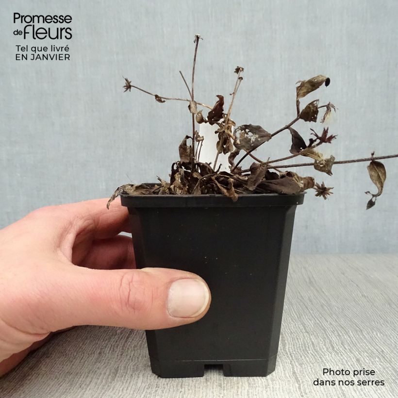 Aster radula August Sky 8/9 cm pot sample as delivered in winter