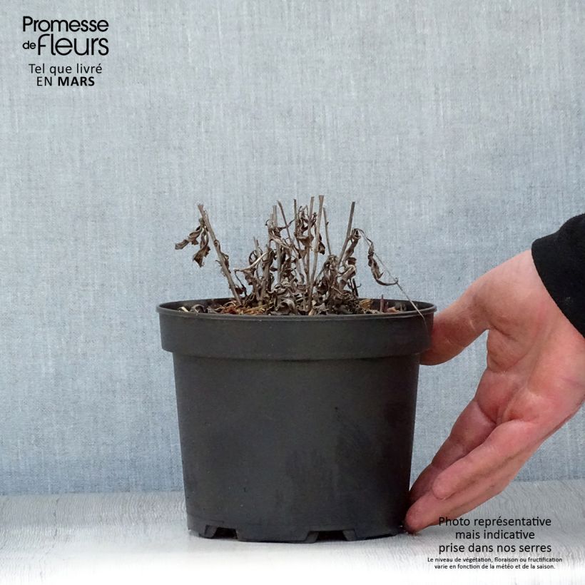 Aster rugulosus Asrugo 2L/3L pot sample as delivered in spring