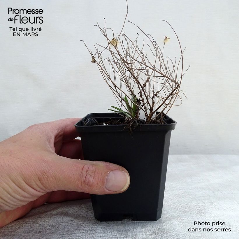 Aster sedifolius Nanus 8/9 cm pot sample as delivered in winter