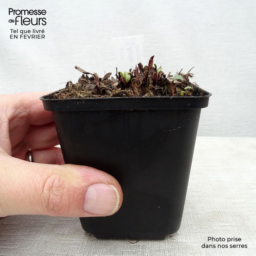 Aster sibiricus 8/9 cm pot sample as delivered in winter