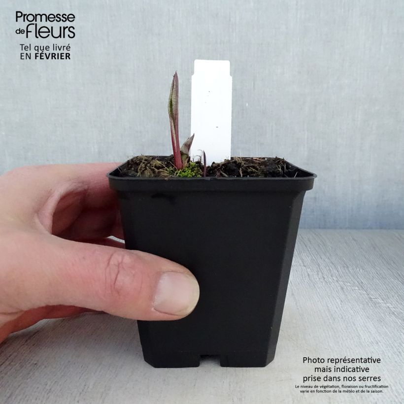 Aster tataricus Jindai 8/9 cm pot sample as delivered in winter