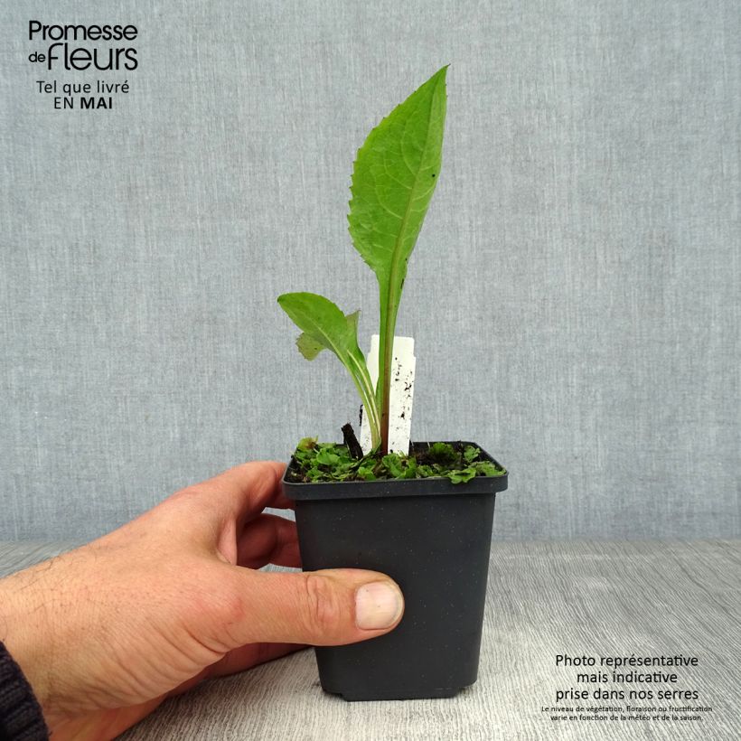 Aster tataricus Jindai 8/9 cm pot sample as delivered in spring