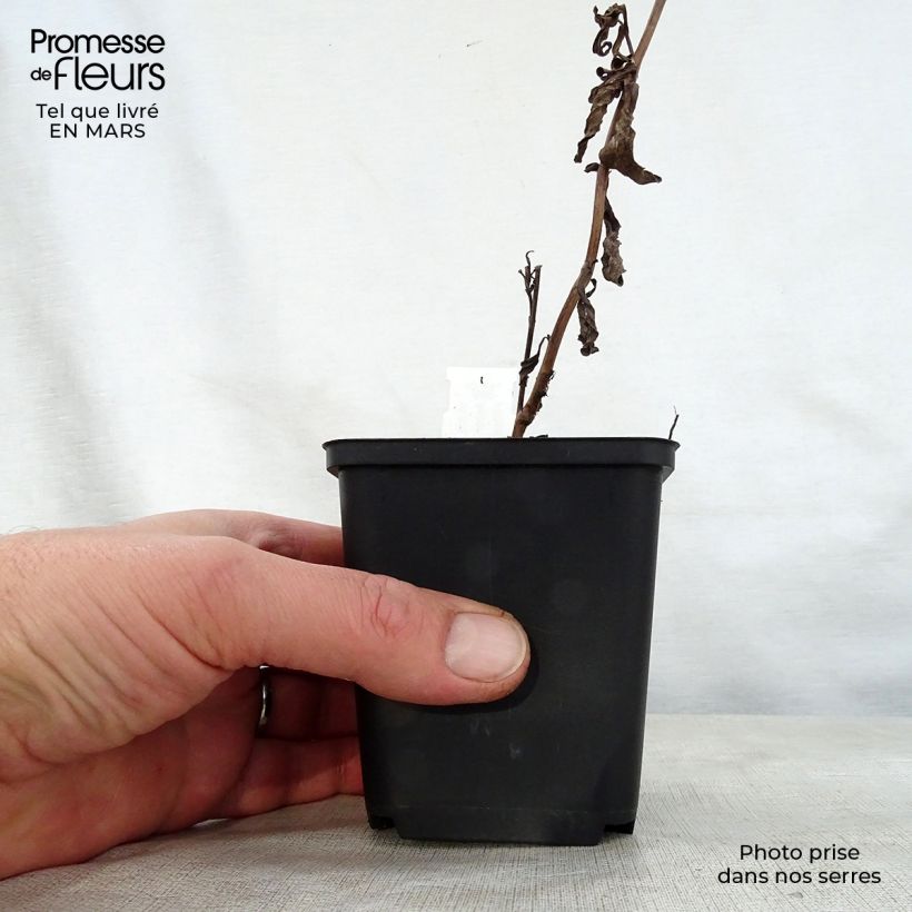 Aster thomsonii Nanus 8/9 cm pot sample as delivered in spring