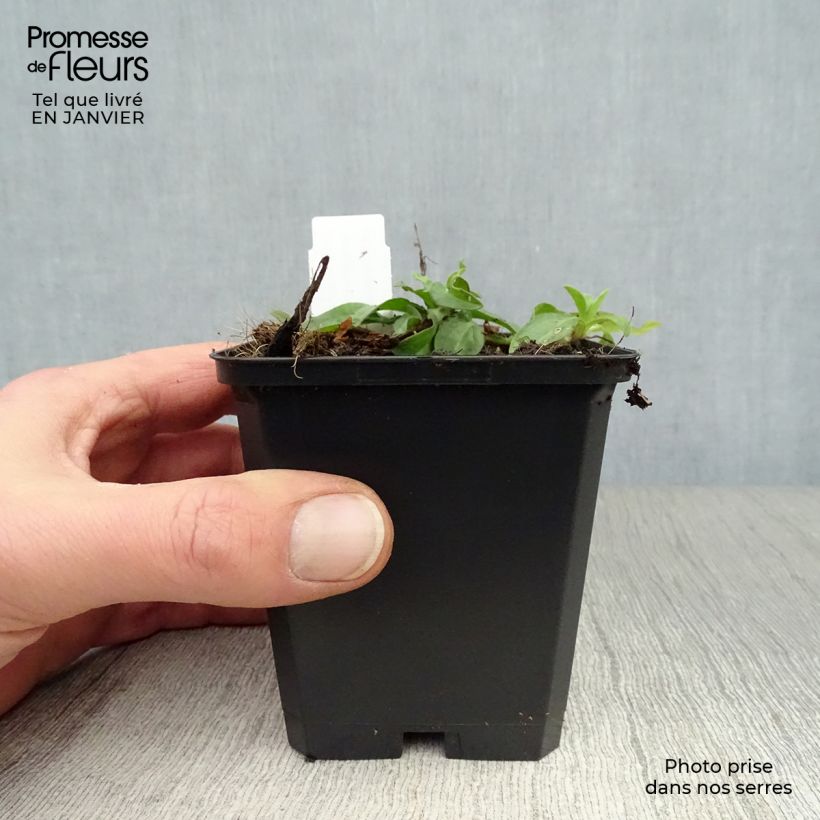 Aster tongolensis Berggarten 8/9 cm pot sample as delivered in winter