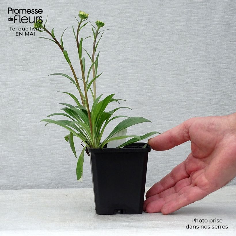 Aster tongolensis Berggarten 8/9 cm pot sample as delivered in spring