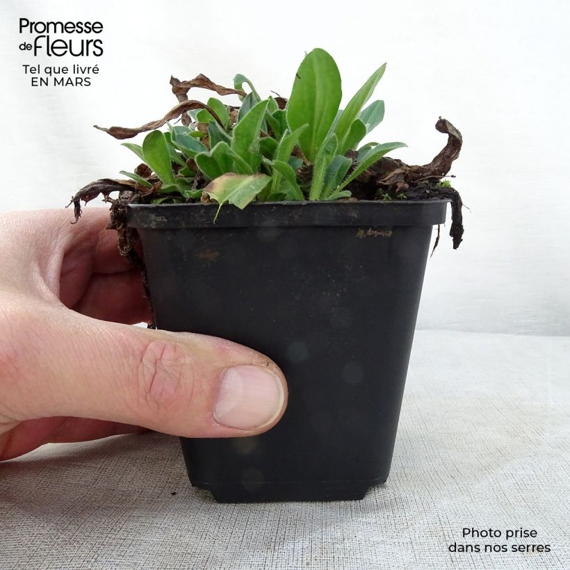 Aster tongolensis Wartburgstern 8/9 cm pot sample as delivered in spring