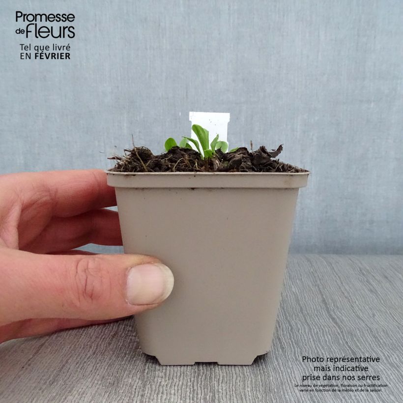 Aster tongolensis Wartburgstern 8/9 cm pot sample as delivered in winter