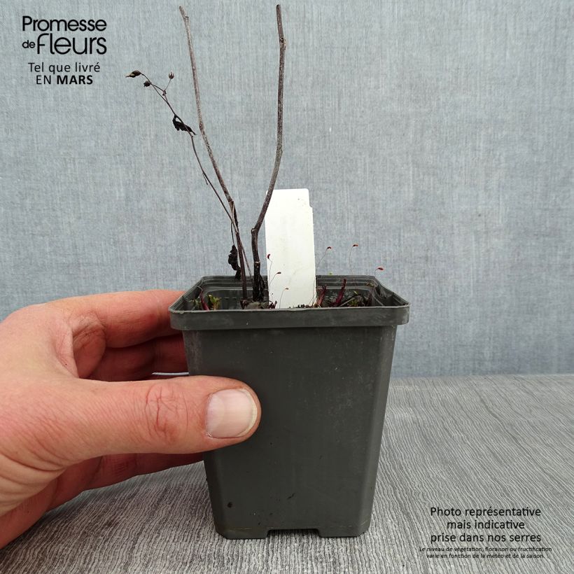 Aster tradescantii 8/9 cm pot sample as delivered in winter