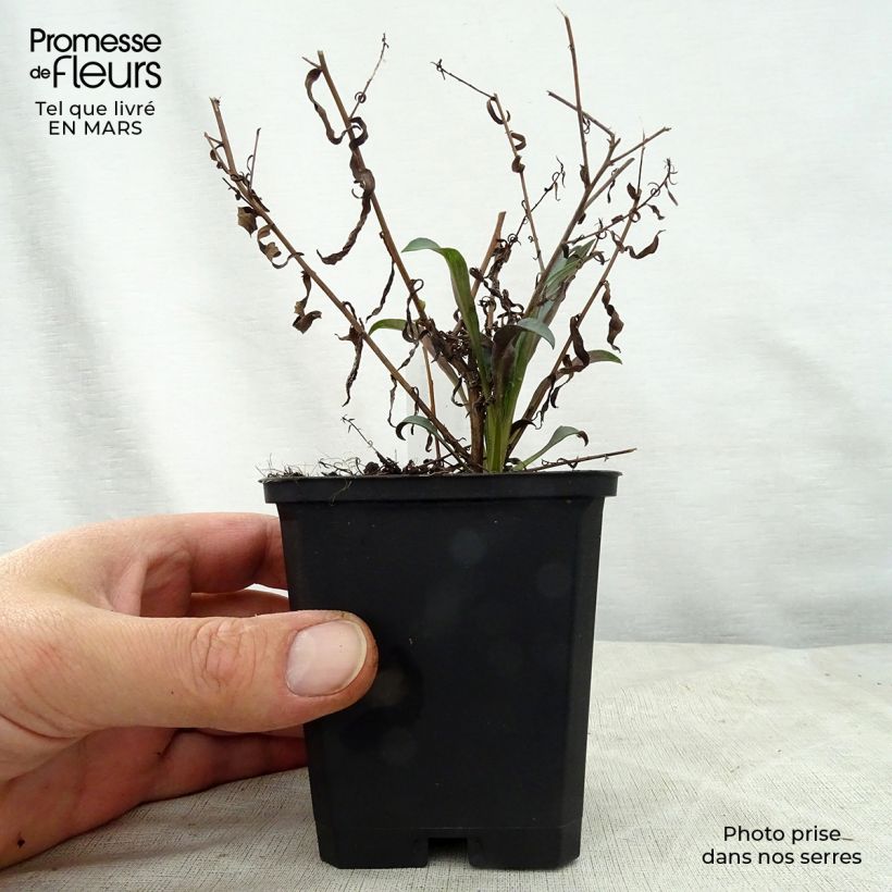 Aster turbinellus 8/9 cm pot sample as delivered in spring