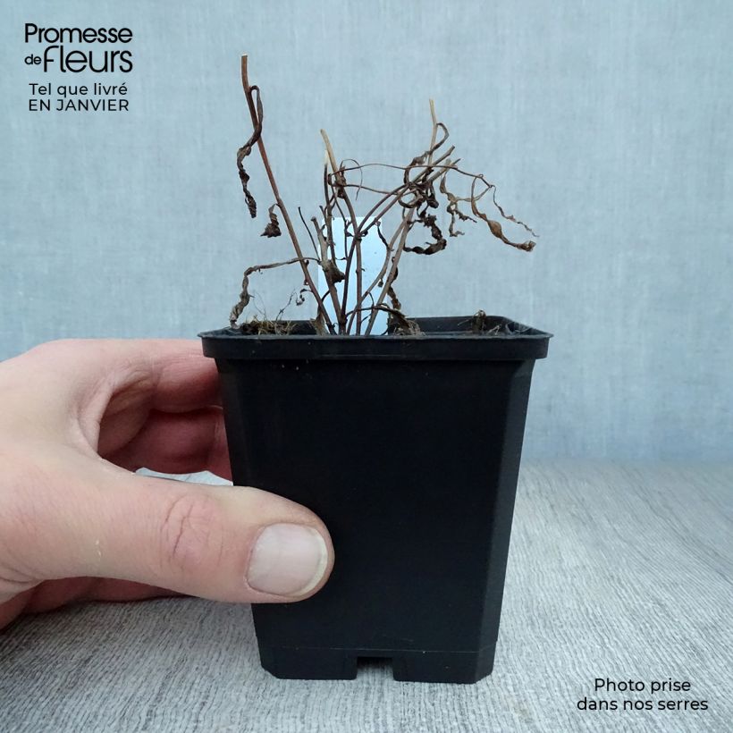 Aster umbellatus Weisser Schirm 8/9 cm pot sample as delivered in winter