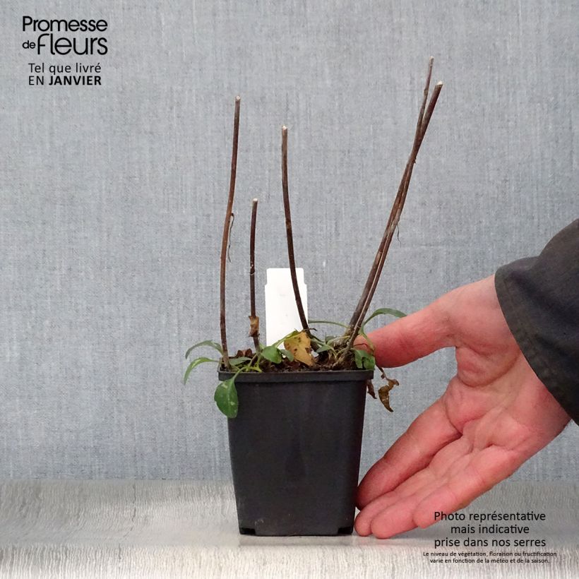 Aster versicolor Altweibersommer 8/9 cm pot sample as delivered in winter