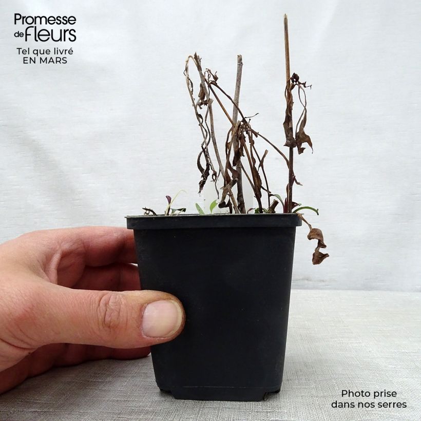 Aster versicolor Altweibersommer 8/9 cm pot sample as delivered in spring