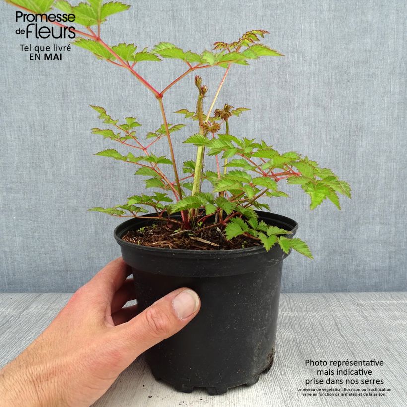 Astilbe chinensis Purpurkerze 2L/3L pot sample as delivered in spring