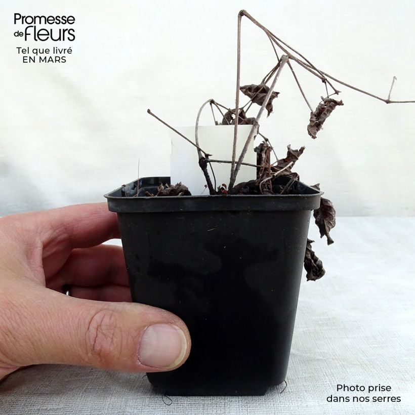 Astilbe 'Chocolate Shogun' 8/9 cm pot sample as delivered in spring