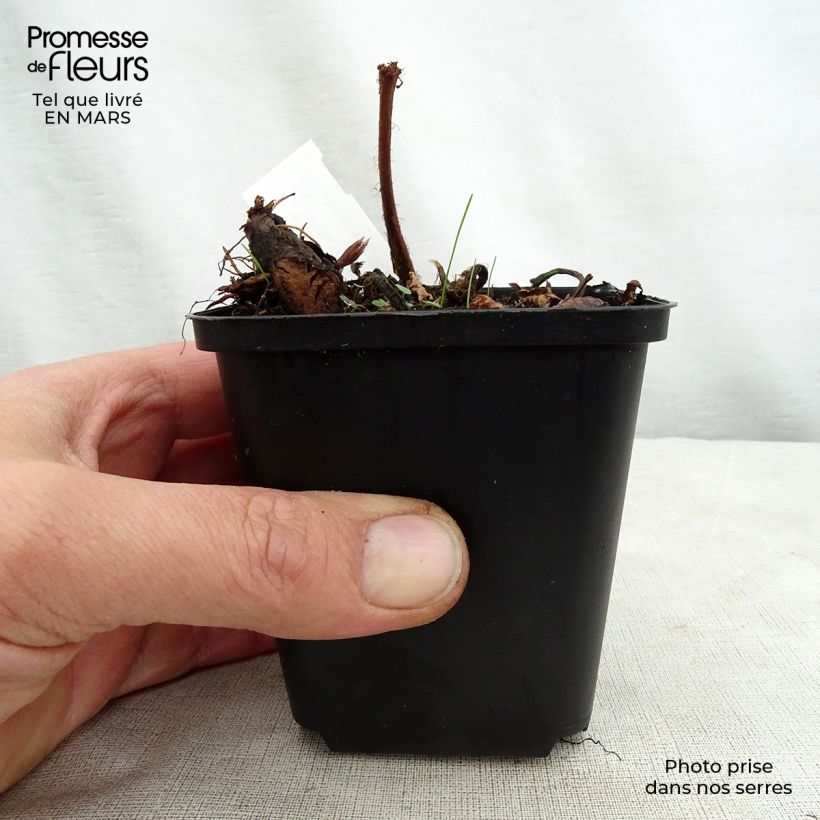 Astilbe thunbergii 'Professor van der Wielen' 8/9 cm pot sample as delivered in spring