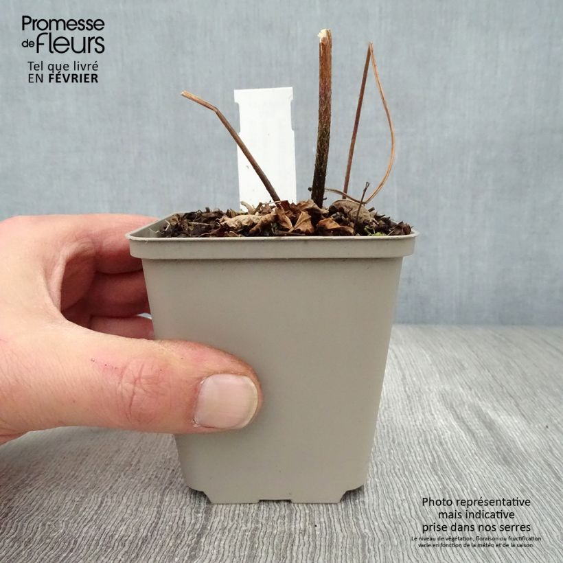 Astilbe thunbergii 'Professor van der Wielen' 8/9 cm pot sample as delivered in winter