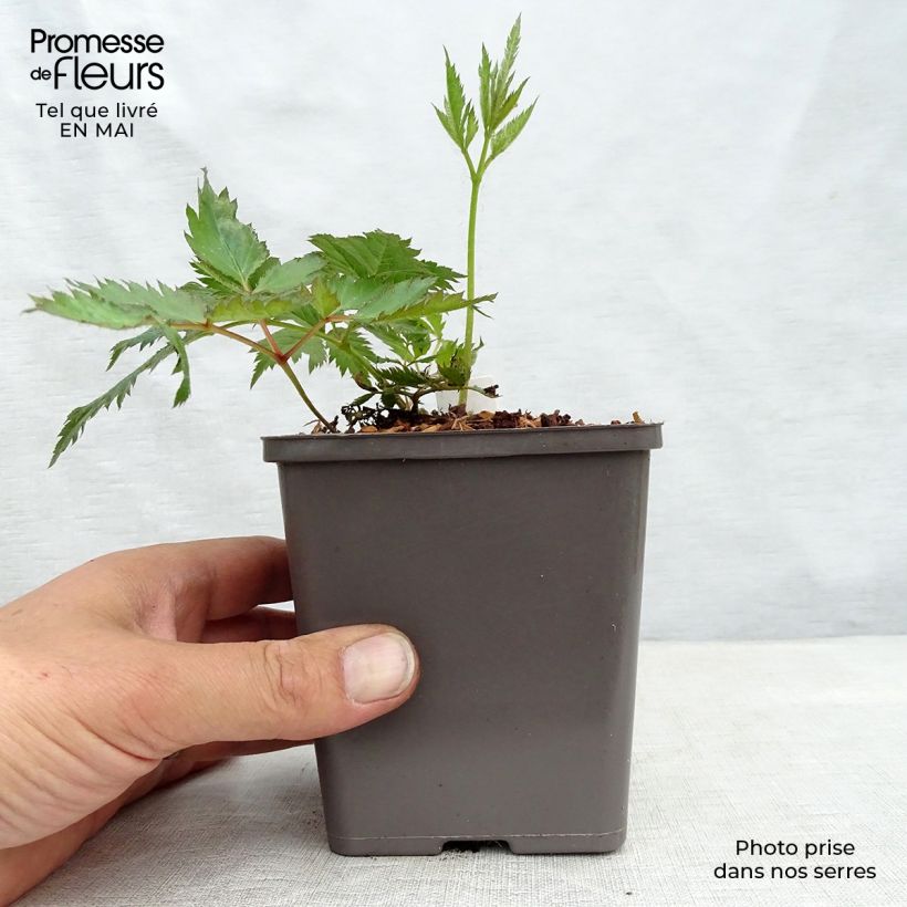 Astilbe chinensis Vision in Pink 8/9 cm pot sample as delivered in spring