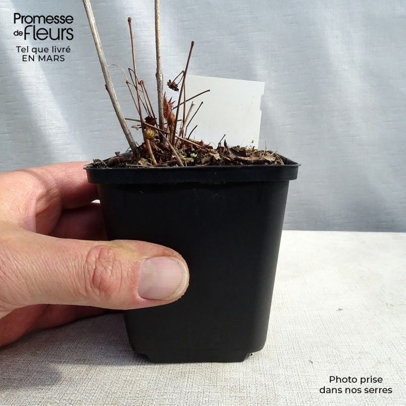 Astilbe japonica 'Washington' 8/9 cm pot sample as delivered in spring