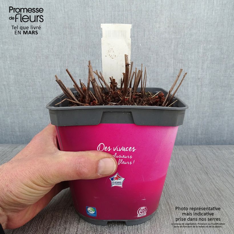 Astilbe Younique Silvery Pink - False Spirea 2L/3L pot sample as delivered in winter