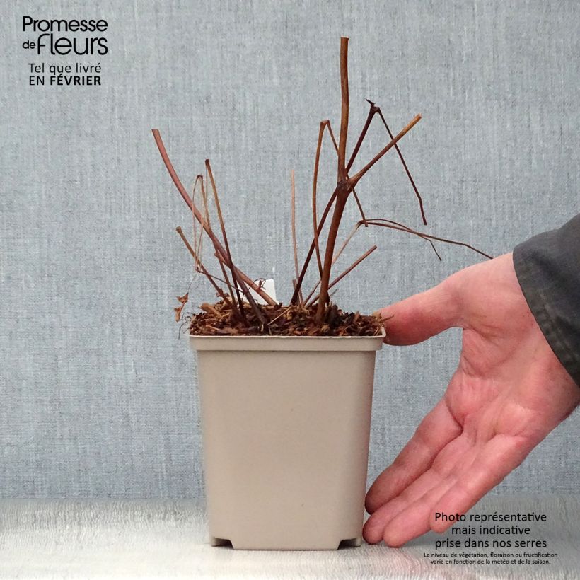 Astilbe arendsii Amethyst 8/9 cm pot sample as delivered in winter