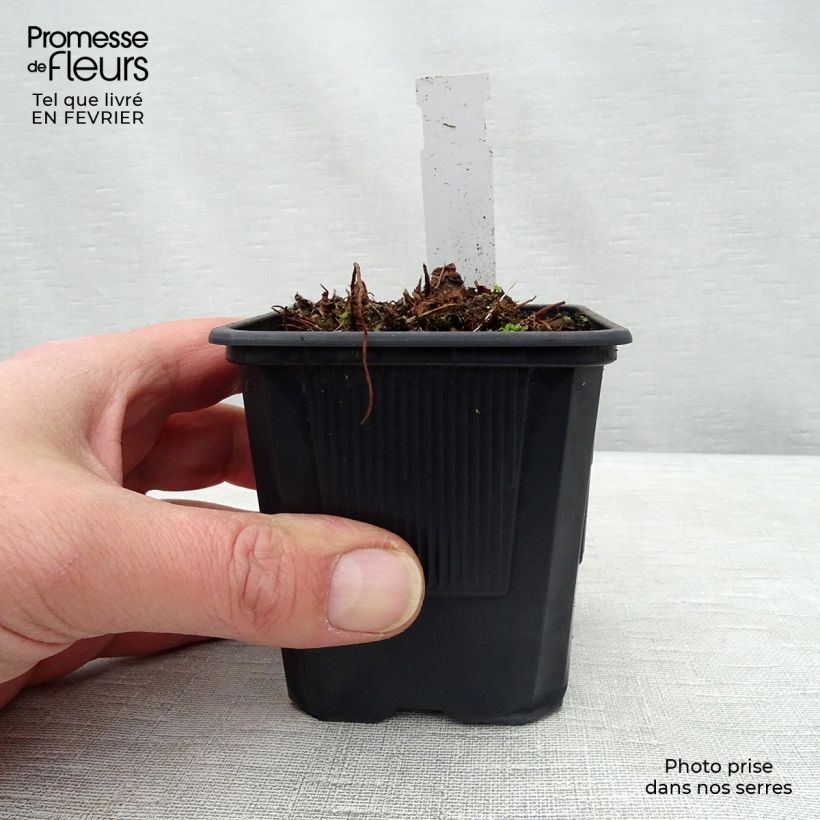 Astilbe arendsii Anita Pfeiffer 8/9 cm pot sample as delivered in winter