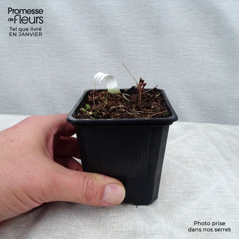 Astilbe arendsii Bressingham Beauty 8/9 cm pot sample as delivered in winter