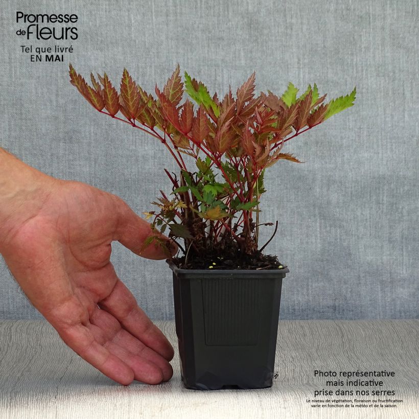 Astilbe arendsii Bumalda 8/9 cm pot sample as delivered in spring
