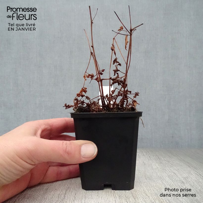 Astilbe arendsii Cattleya 8/9 cm pot sample as delivered in winter