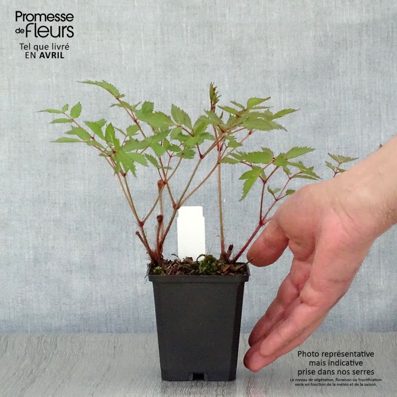 Astilbe arendsii Cattleya 8/9 cm pot sample as delivered in spring