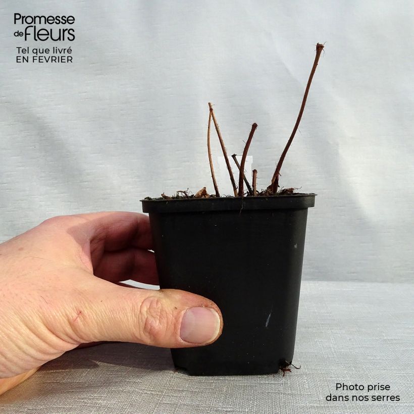 Astilbe arendsii Diamant 8/9 cm pot sample as delivered in winter