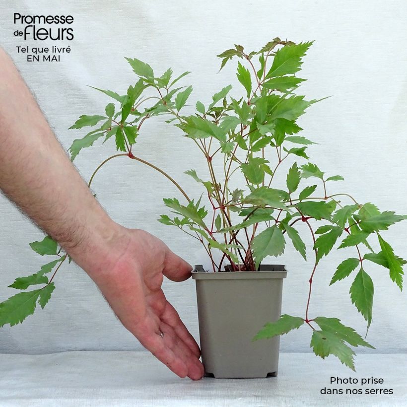 Astilbe arendsii Diamant 8/9 cm pot sample as delivered in spring