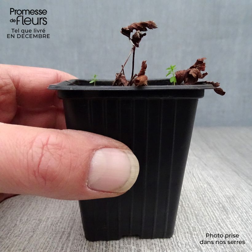 Astilbe Fanal 7/8 cm pot sample as delivered in winter