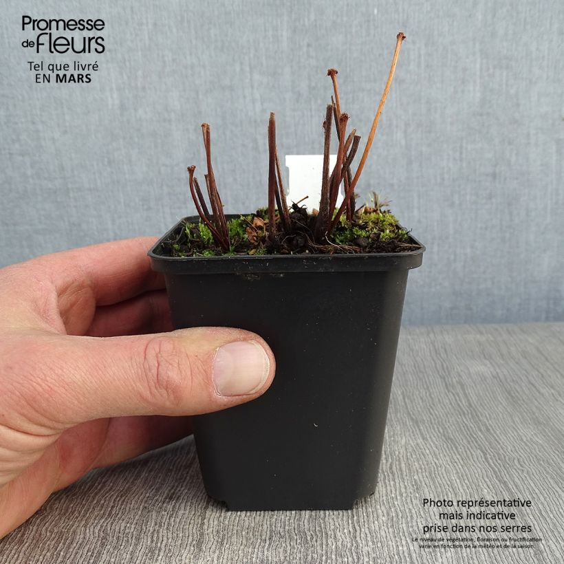 Astilbe arendsii Spinell 8/9 cm pot sample as delivered in winter